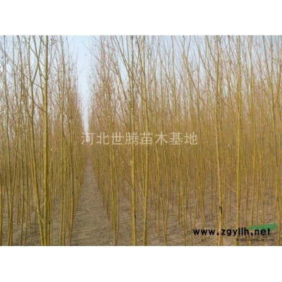河北保定定州紅王子錦帶苗樹苗價格
