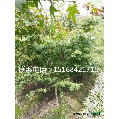 低價供應海濱木槿 P150-180 低價直銷
