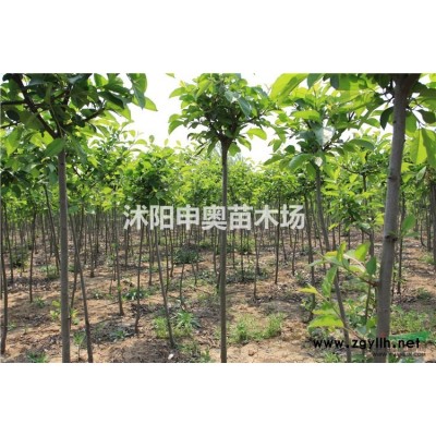 紫穗槐 金山繡線菊 沙地柏
