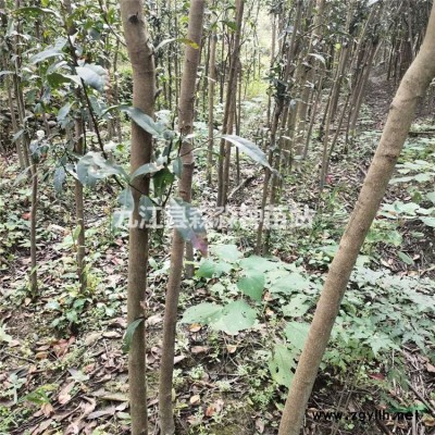 批發供應60公分高紫荊小苗/紫荊小苗價格