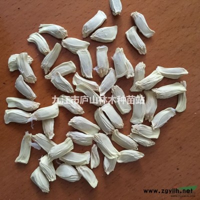 巨紫荊種子