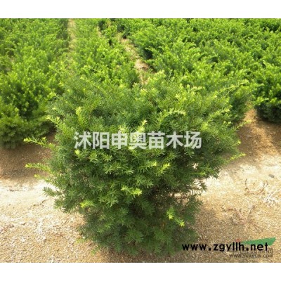 金葉女貞小苗價格，紅葉小檗小苗價格，紅葉石楠小苗價格