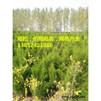 批發50公分紅王子錦帶價格，紅王子錦帶小苗價格，規格全