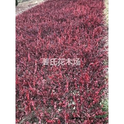 紫紅葉小檗金葉女貞黃楊爬地柏蜀檜工程苗 小苗
