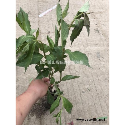 紅王子錦帶花球