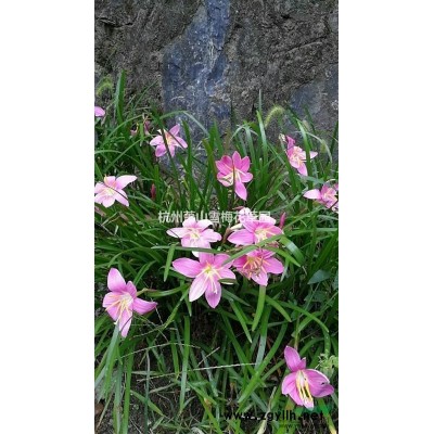金山繡線菊 量大質(zhì)優(yōu)