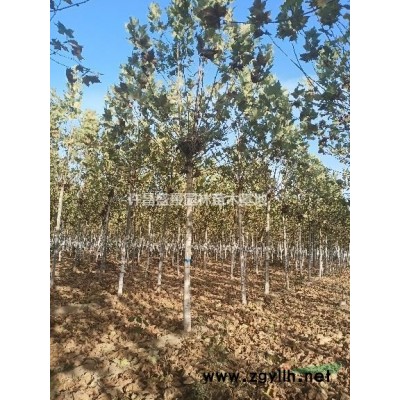 紅葉小檗/紅葉小檗價格/紅葉小檗基地/紅葉小檗批發/
