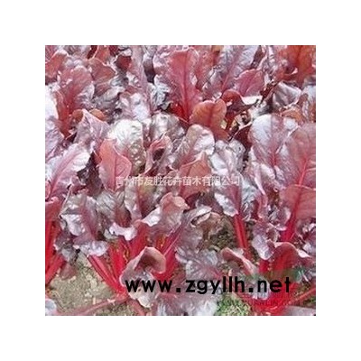 紅葉小波球 紅葉小檗球