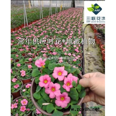 貨美價優 繡球花（八仙花） 成都基地大量出售 繡球花