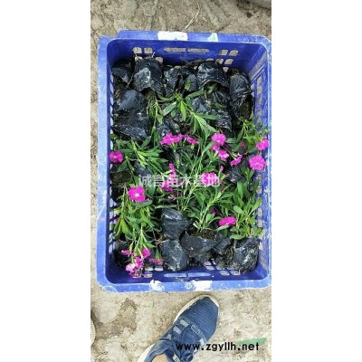 供應宿根扁擔花，八仙花，常綠萱草