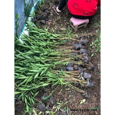 鄢陵苗木基地處理十萬(wàn)棵紅王子錦帶