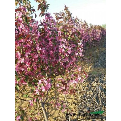 山東諸城供應紅王子錦帶