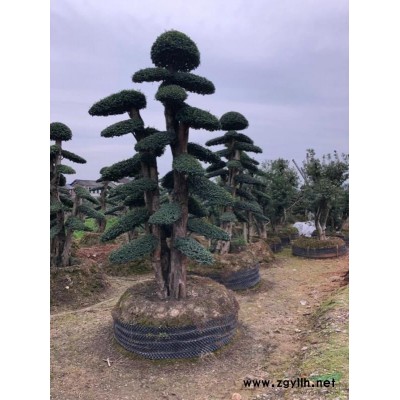 木槿，叢生木槿，單桿木槿花