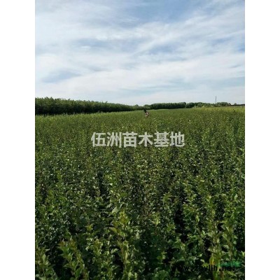 黑龍江哈爾濱苗圃出售工程苗；珍珠繡線菊 四季錦帶，紅花王子錦帶承接小區綠化養護提供綠化工程用苗