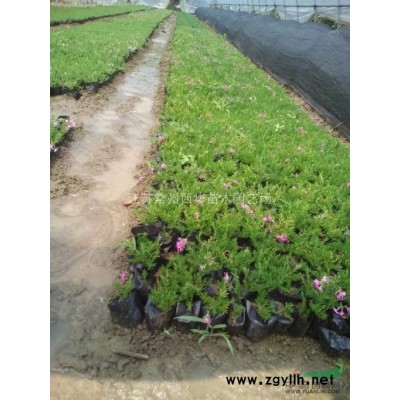 【紅花木槿】【叢生紫荊】江蘇常州產地種植，基地*新報價