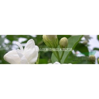 供應金焰繡線菊、金山繡線菊、珍珠繡線菊、麻葉繡線