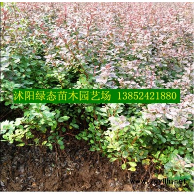 江蘇木槿價格，3公分木槿價格，5公分木槿價格，6公分木槿價格