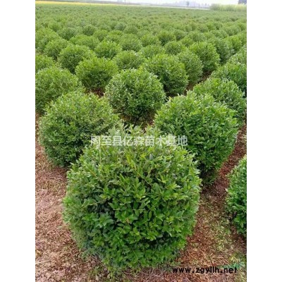 陜西金山繡線菊 陜西金山繡線菊供應|批發|種植基地