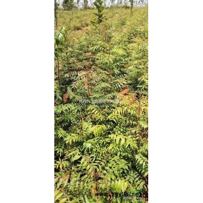 供應紫荊種了，江西紫荊種子價格，九江紫荊種子價格%