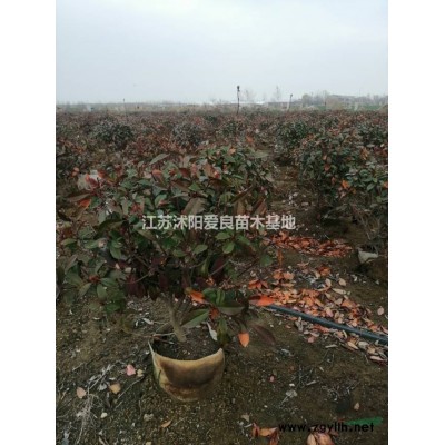 紫荊價(jià)格 江蘇紫荊批發(fā)基地 蘇北紫荊報(bào)價(jià) 采購紫荊可以到江蘇