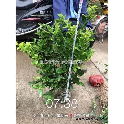 出售大紫荊冠副1.5-3.5米量大