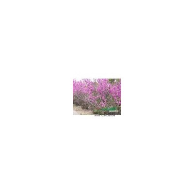 冠幅2米的叢生紫荊苗圃現貨，批發價，圖片/叢生紫荊報價
