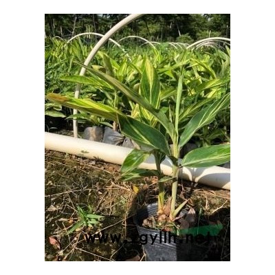 精品宮粉紫荊