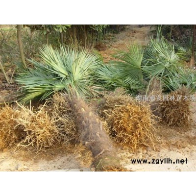 叢生紫荊，宮粉紫荊，精品大紫荊