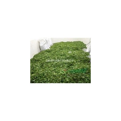 米徑6-8厘米湖北紫荊 巨紫荊