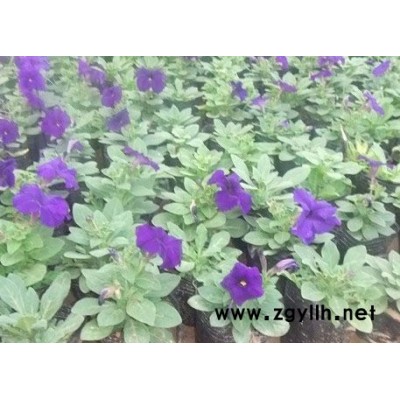 紅葉小檗