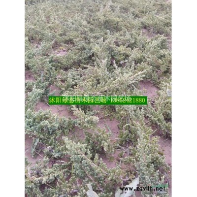江蘇紅葉小檗小苗價格，30公分紅葉小檗，40公分紅葉小檗
