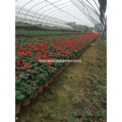 供應草花大花萱草，八仙花，美女櫻，八寶景天，千屈菜，吉祥草