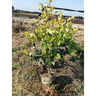 八仙花綠化工程苗