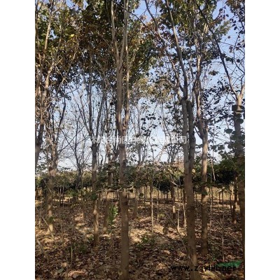 供應紫葉錦帶，四季錦帶，花葉錦帶，紅王子錦帶