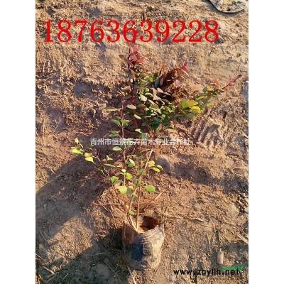 紫葉錦帶自產自銷  紫葉錦帶種植基地  批發價格