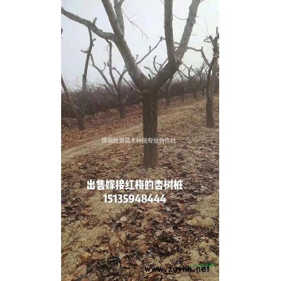 山西運城供應(yīng)·叢生木槿·獨桿木槿·價格·圖片·產(chǎn)地·價格