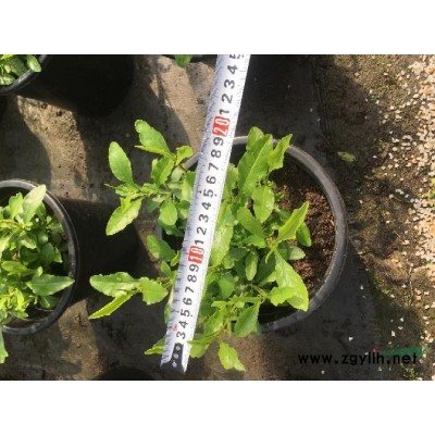 重瓣荊條工程貨，重瓣木槿工程貨,重瓣喇叭花袋苗價格