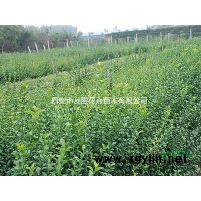 青州叢生木槿，獨桿木槿，小龍柏廠家基地