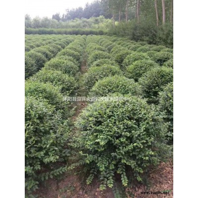 江蘇供應(yīng)，紫薇、連翹、爬山虎、紫荊，紫薇價(jià)格