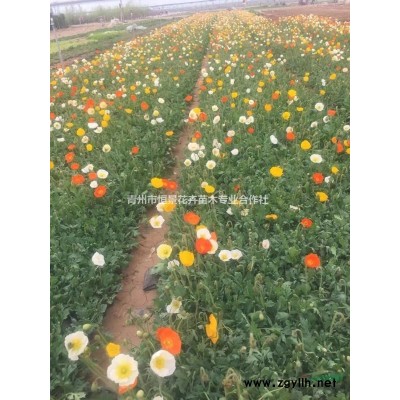 金葉蕕種植基地  金葉蕕自產自銷  金葉蕕批發價格