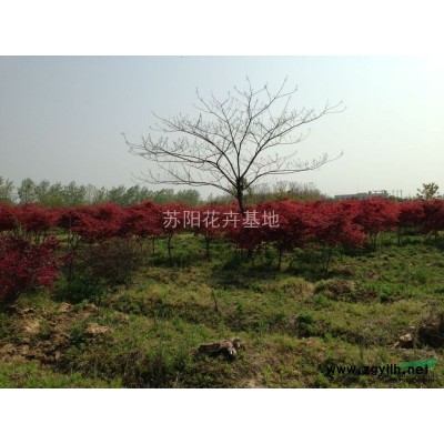 紫荊*新價(jià)格/紫荊報(bào)價(jià)