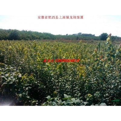 欏木石楠、紫荊、夾竹桃、金絲桃、海桐、黃楊球