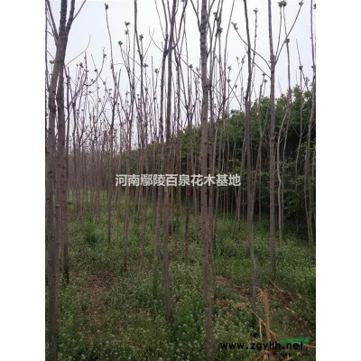 河南紫荊花木基地，紫荊價(jià)格，紫荊批發(fā)，巨紫荊批發(fā)