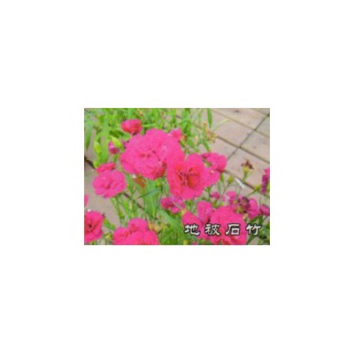 巨紫荊