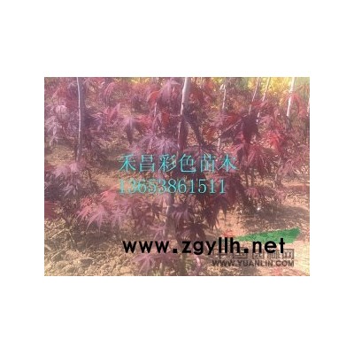 紫葉加拿大紫荊行情|2016紫葉加拿大紫荊價格