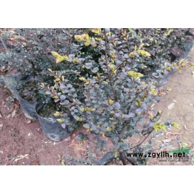 福建紫荊花*新報價/紫荊花圖片