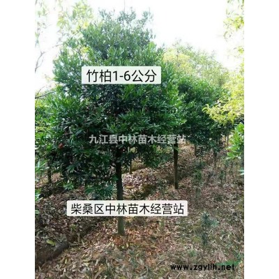 紫荊