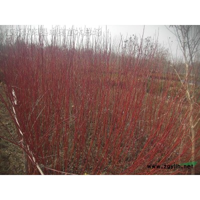 紫葉李原產地，紫葉小檗 紅葉小檗 龜甲冬青小苗