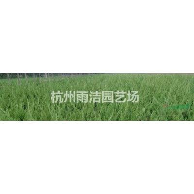 供應蜀檜、地柏、灑金柏、金葉女貞、紅葉小檗、紅葉石楠