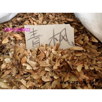 迎春 連翹 棣棠 紅瑞木 紅葉小檗 紅花草 金葉女貞 灑金柏